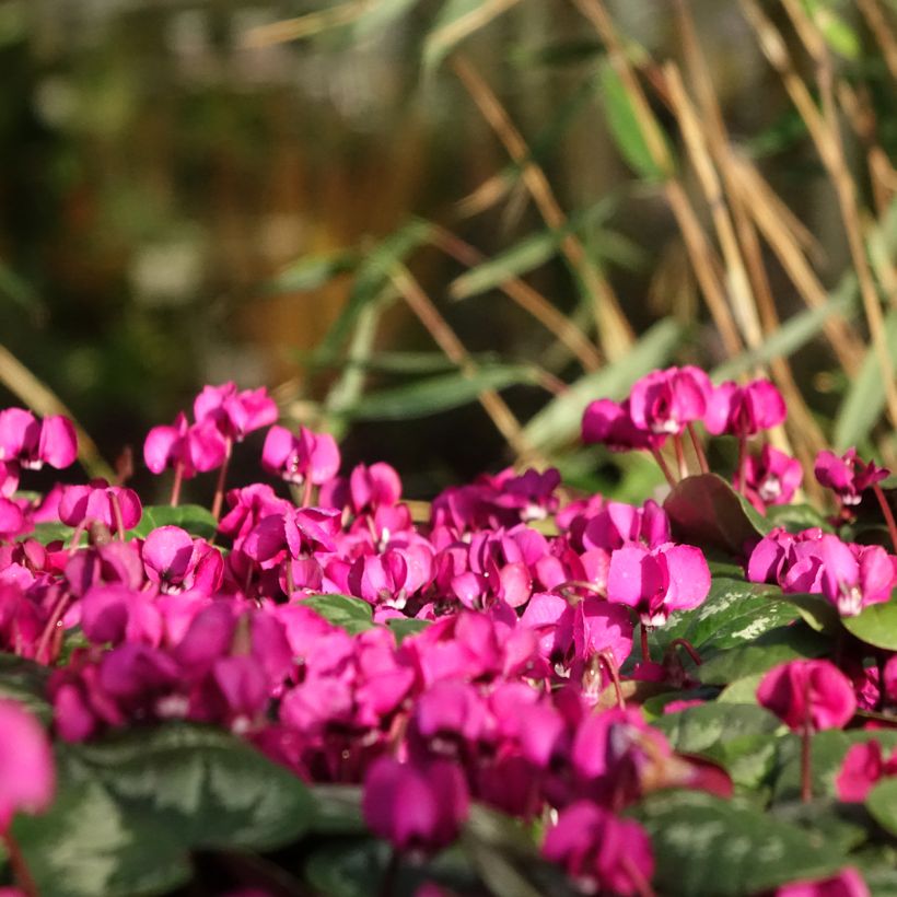 Cyclamen coum Meaden's Crimson feuillage marbré - Frühlings Alpenveilche (Plant habit)