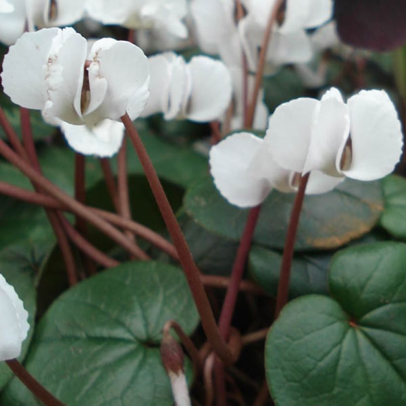 Cyclamen coum Album (Birne) - Frühlings Alpenveilche (Foliage)