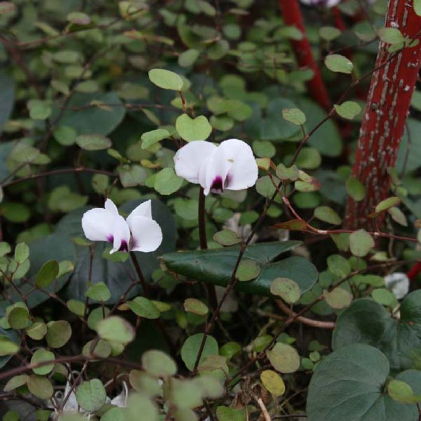 Cyclamen coum Album (Birne) - Frühlings Alpenveilche (Plant habit)