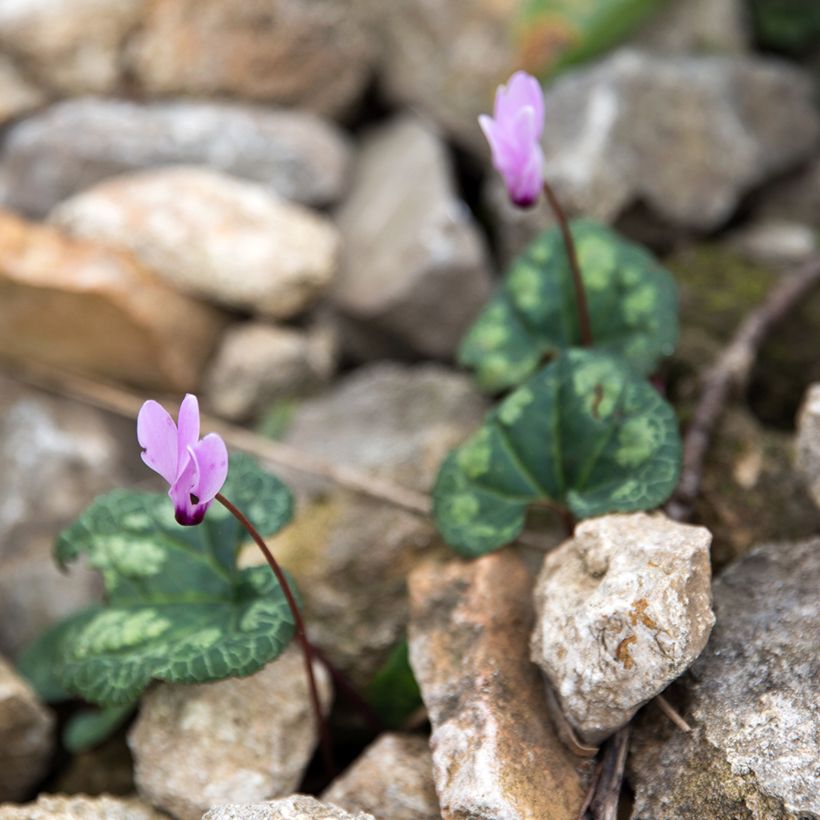 Cyclamen cilicium - Anatolien-Alpenveilchen (Plant habit)