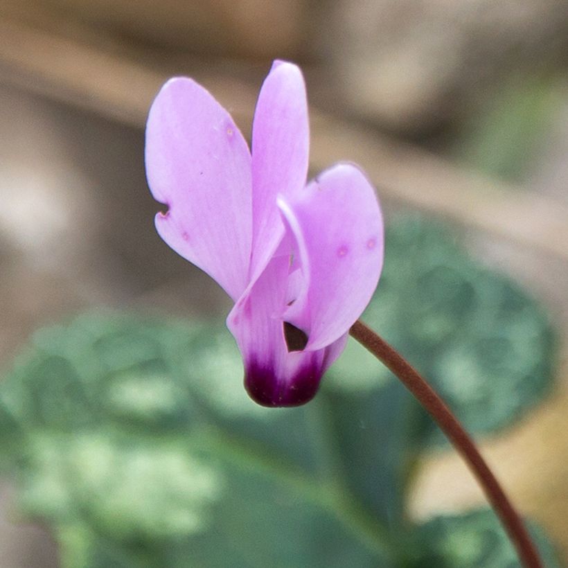 Cyclamen cilicium - Anatolien-Alpenveilchen (Flowering)