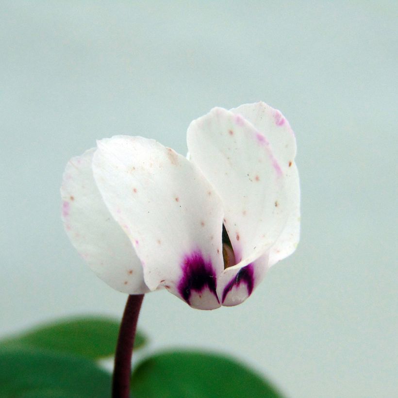 Cyclamen coum Album - Frühlings Alpenveilche (Flowering)
