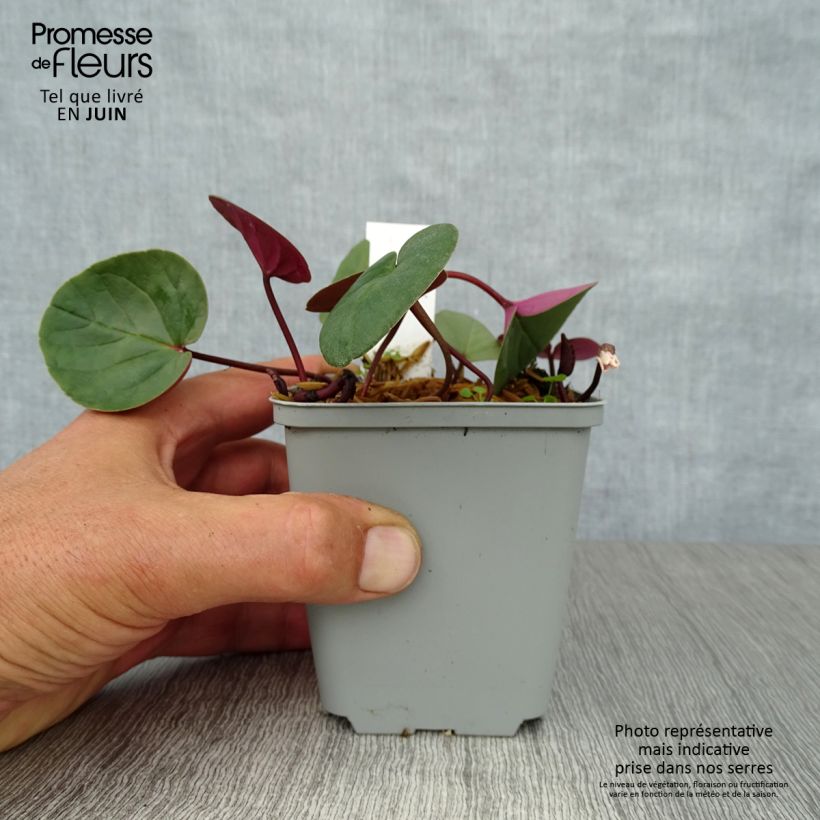 Exemplar von Cyclamen coum Album - Frühlings Alpenveilche Kleine Töpfe von 8/9 cm wie im Sommer geliefert