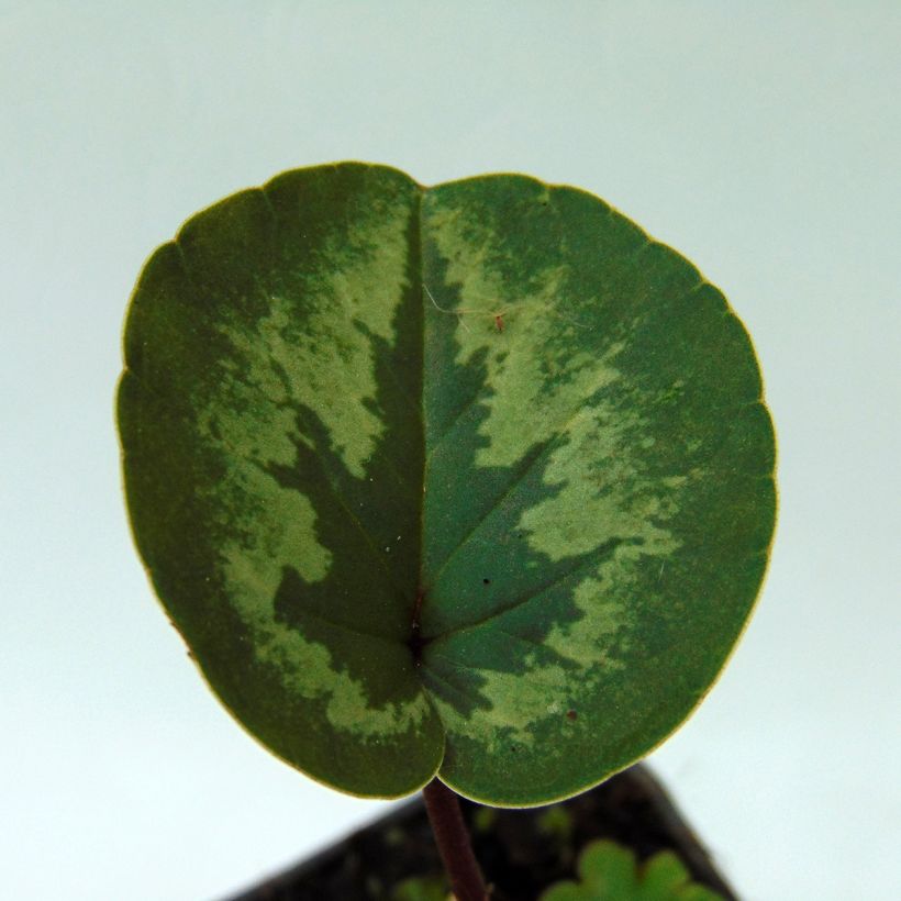 Cyclamen coum - Frühlings Alpenveilche (Foliage)