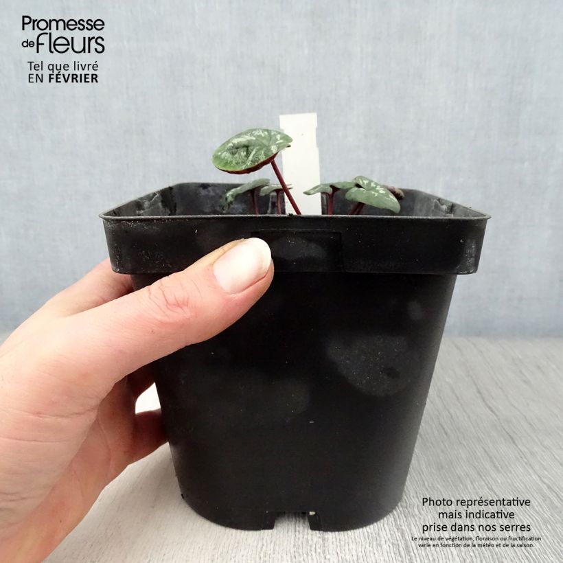 Exemplar von Cyclamen coum - Frühlings Alpenveilche Topf mit 2L/3L wie im Winter geliefert