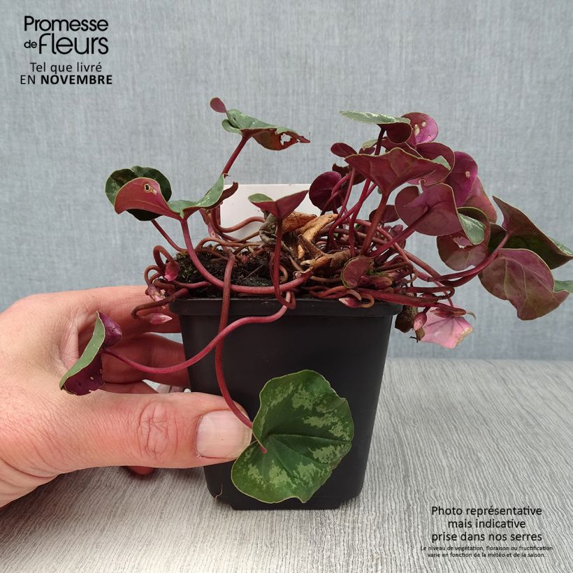 Example of Cyclamen coum - Frühlings Alpenveilche Kleine Töpfe von 8/9 cm as you get in automne