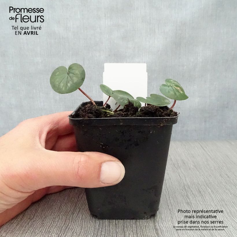 Exemplar von Cyclamen coum - Frühlings Alpenveilche Kleine Töpfe von 8/9 cm wie im Frühjahr geliefert