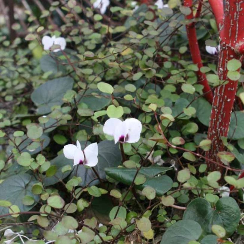 Cyclamen coum Album - Frühlings Alpenveilche (Plant habit)