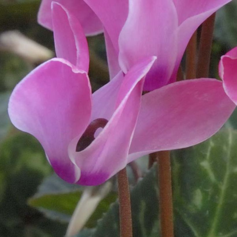 Cyclamen coum (Birne) - Frühlings Alpenveilche (Flowering)