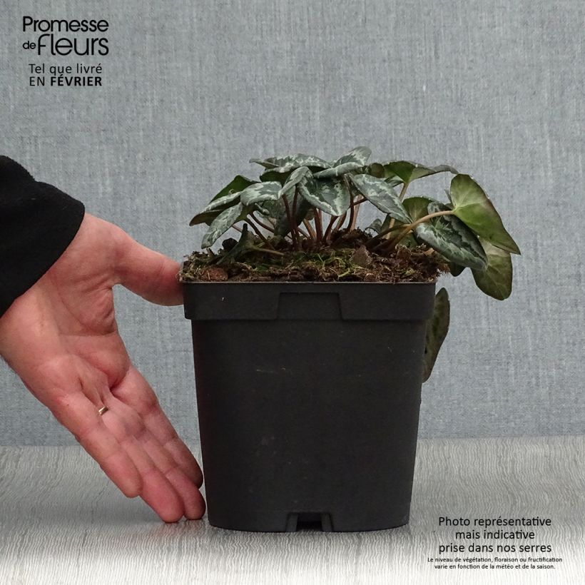 Example of Cyclamen hederifolium Album - Herbst-Alpenveilchen Topf mit 2L/3L as you get in hiver