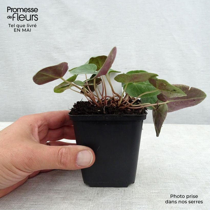 Exemplar von Cyclamen hederifolium Album - Herbst-Alpenveilchen Kleine Töpfe von 7/8 cm wie im Frühjahr geliefert