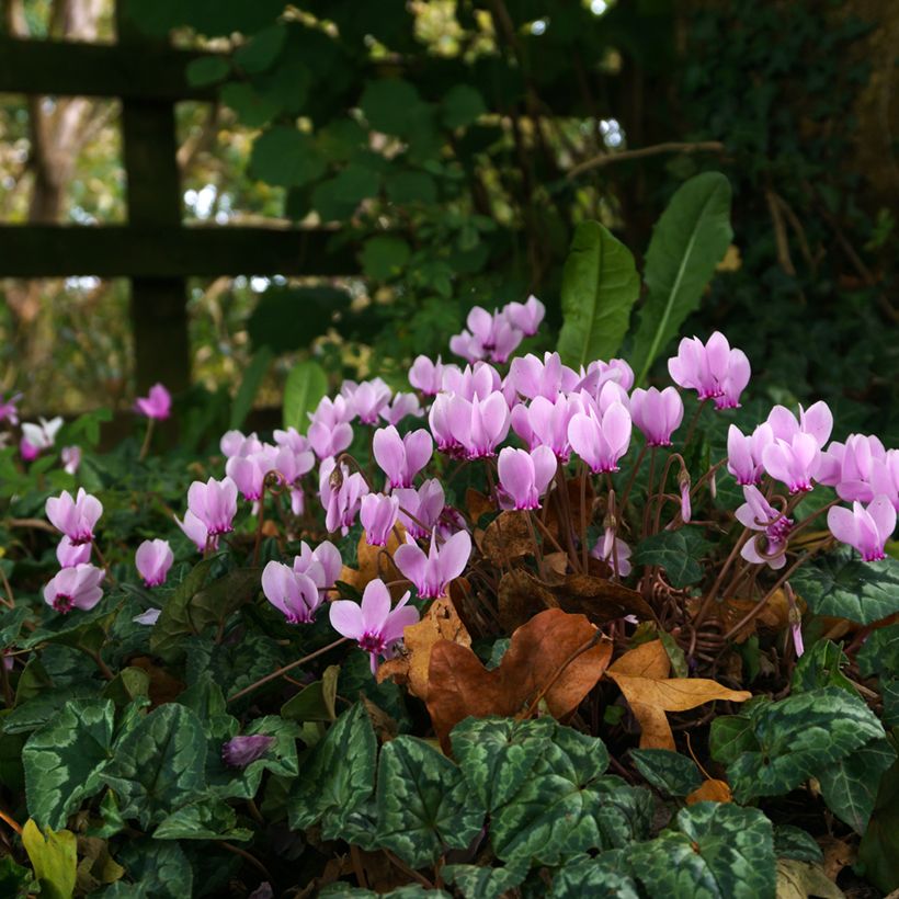 Cyclamen hederifolium - Herbst-Alpenveilchen (Plant habit)