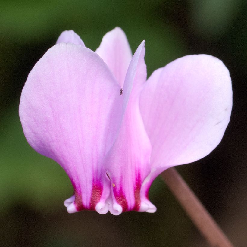 Cyclamen hederifolium - Herbst-Alpenveilchen (Flowering)