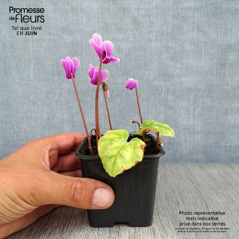 Exemplar von Cyclamen hederifolium - Herbst-Alpenveilchen Kleine Töpfe von 7/8 cm wie im Sommer geliefert