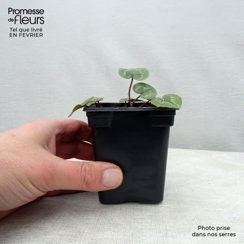 Exemplar von Cyclamen de Naples rose godet wie im Winter geliefert