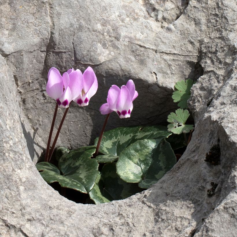 Cyclamen pseudibericum - Iberisches Alpenveilchen (Plant habit)
