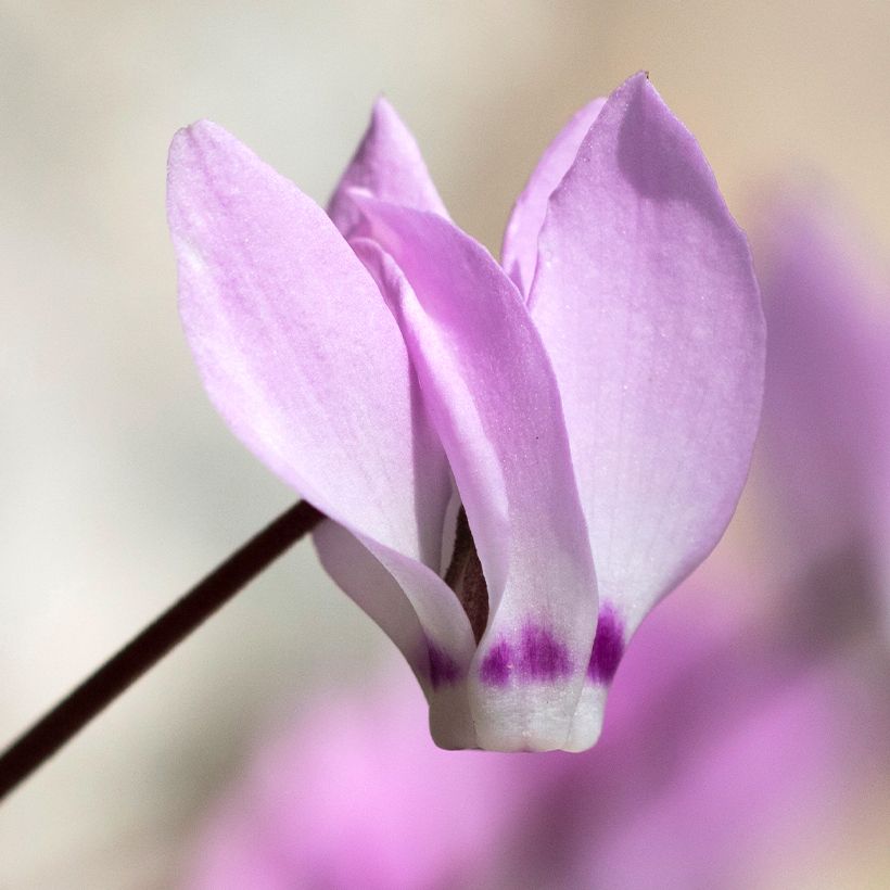 Cyclamen pseudibericum - Iberisches Alpenveilchen (Flowering)