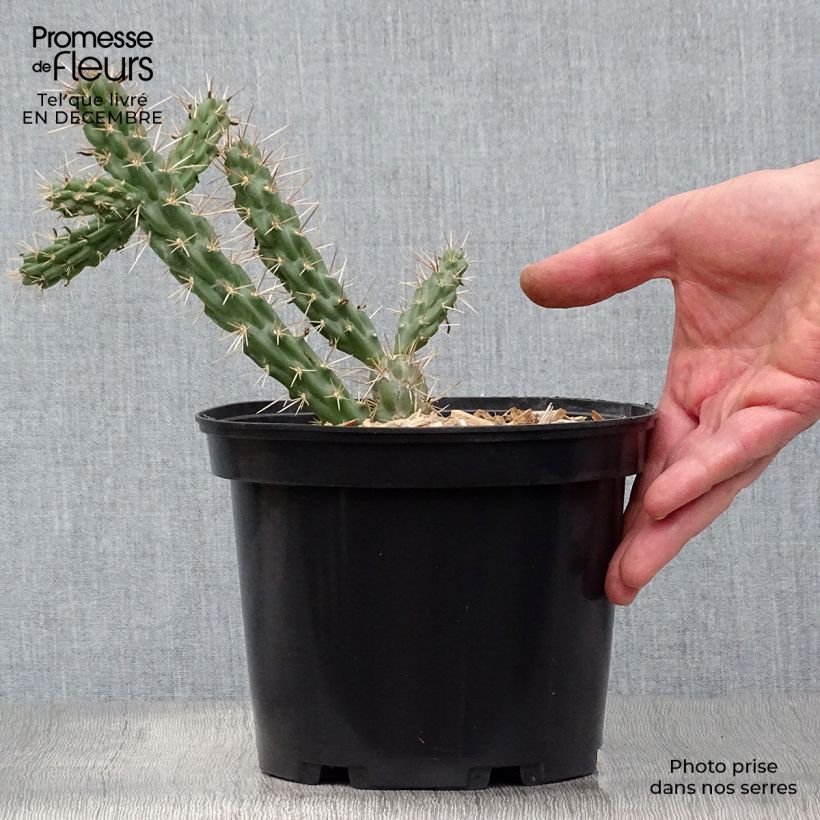 Example of Cylindropuntia imbricata Topf mit 4L/5L as you get in hiver