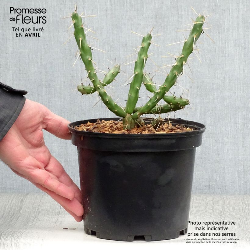Exemplar von Cylindropuntia imbricata Topf mit 4L/5L wie im Frühjahr geliefert