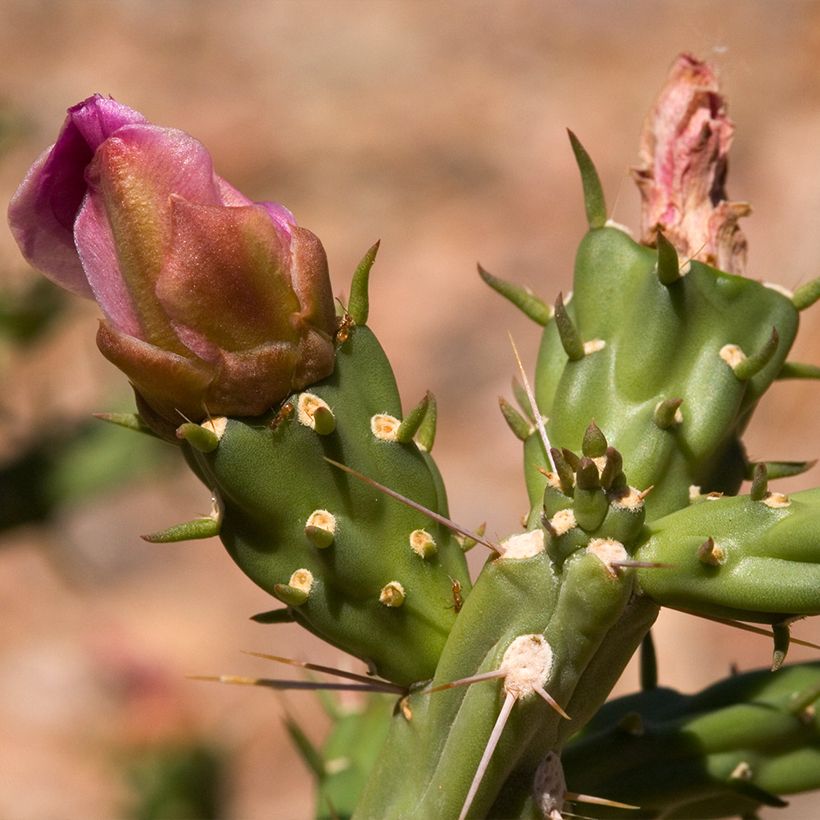 Cylindropuntia kleiniae (Blüte)