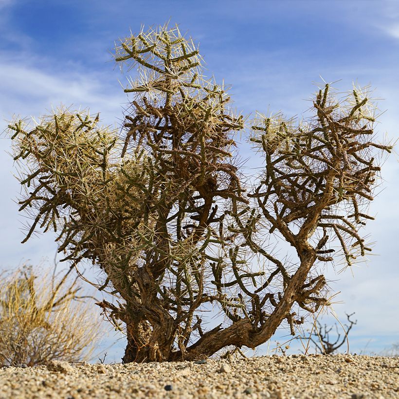 Cylindropuntia kleiniae (Hafen)