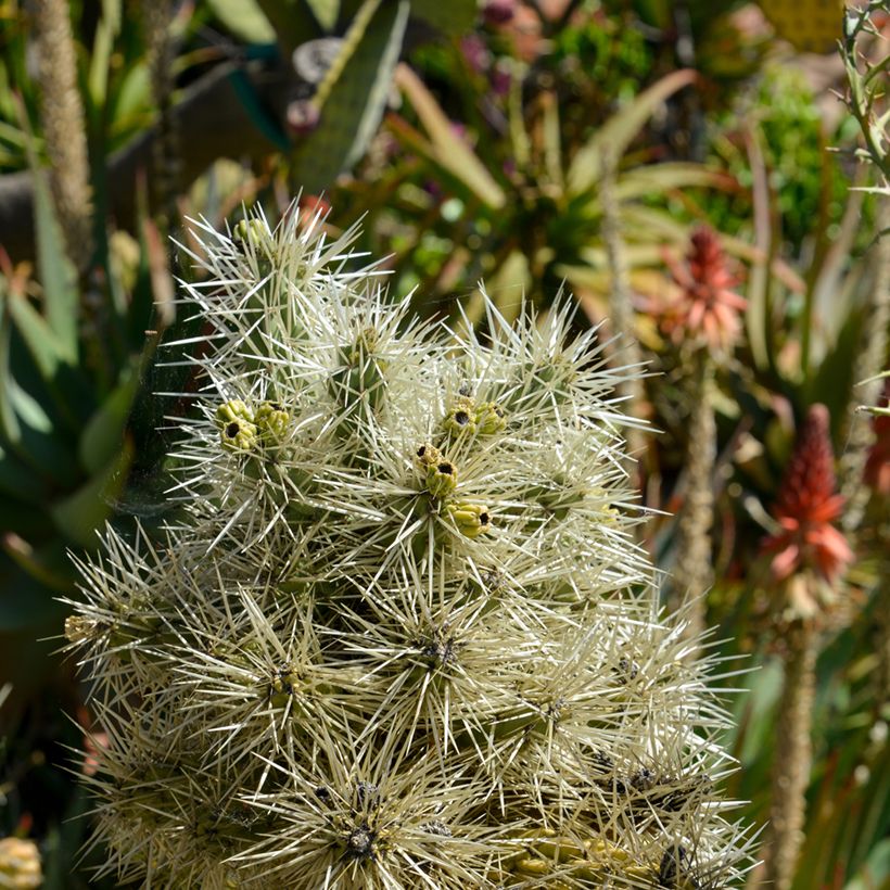 Cylindropuntia tunicata (Laub)