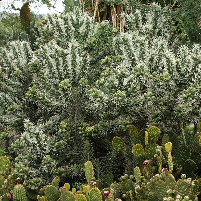Cylindropuntia tunicata (Hafen)