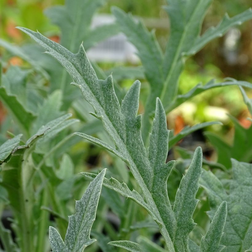 Artischocke Gros Vert de Laon (Foliage)