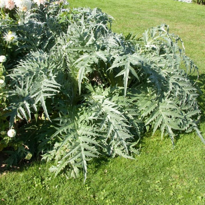 Wilde Artischocke var. altilis - Cynara cardunculus (Plant habit)