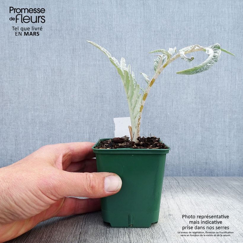 Exemplar von Wilde Artischocke var. altilis - Cynara cardunculus Kleine Töpfe von 8/9 cm wie im Frühjahr geliefert