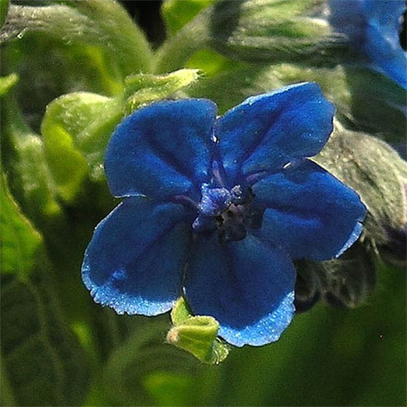 Cynoglossum nervosum - Himalaya-Hundszunge (Flowering)