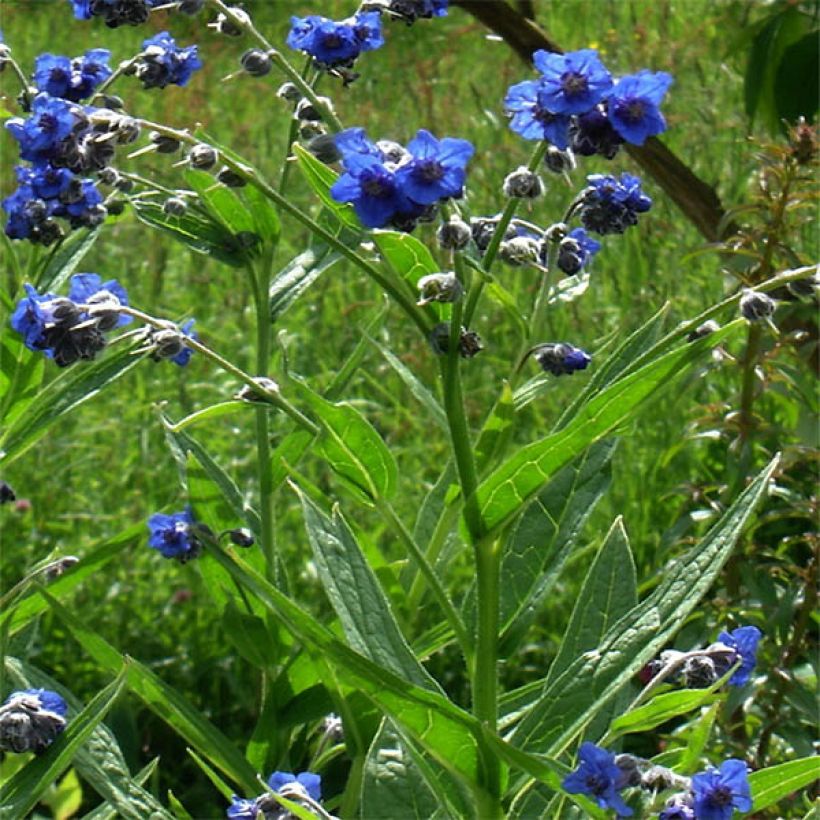 Cynoglossum nervosum - Himalaya-Hundszunge (Plant habit)