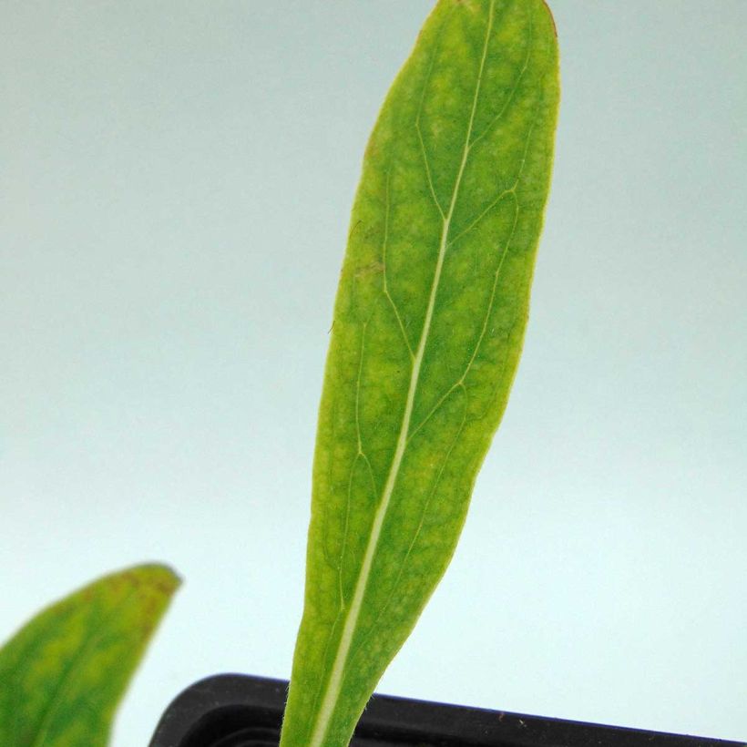 Cynoglossum nervosum - Himalaya-Hundszunge (Foliage)
