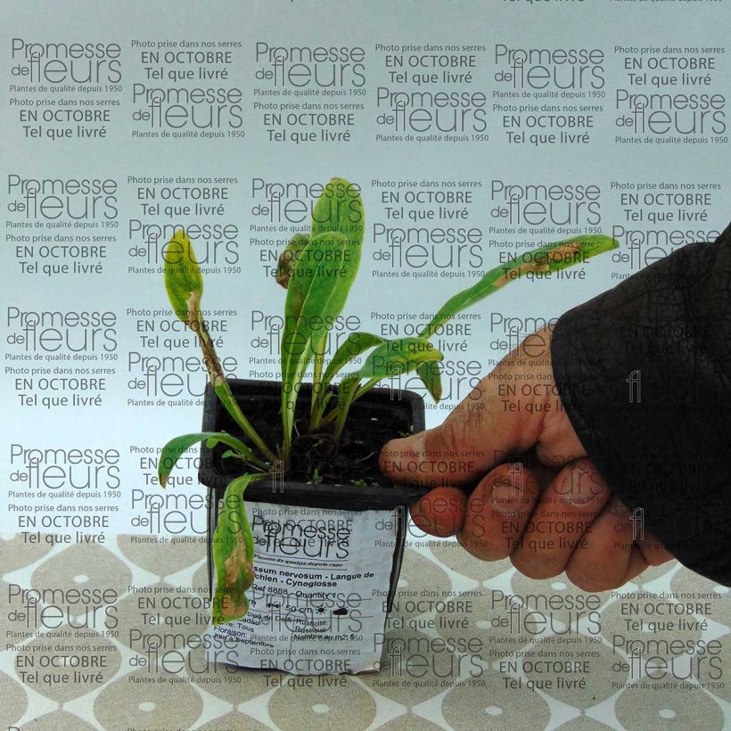 Example of Cynoglossum nervosum - Himalaya-Hundszunge Kleine Töpfe von 8/9 cm as you get