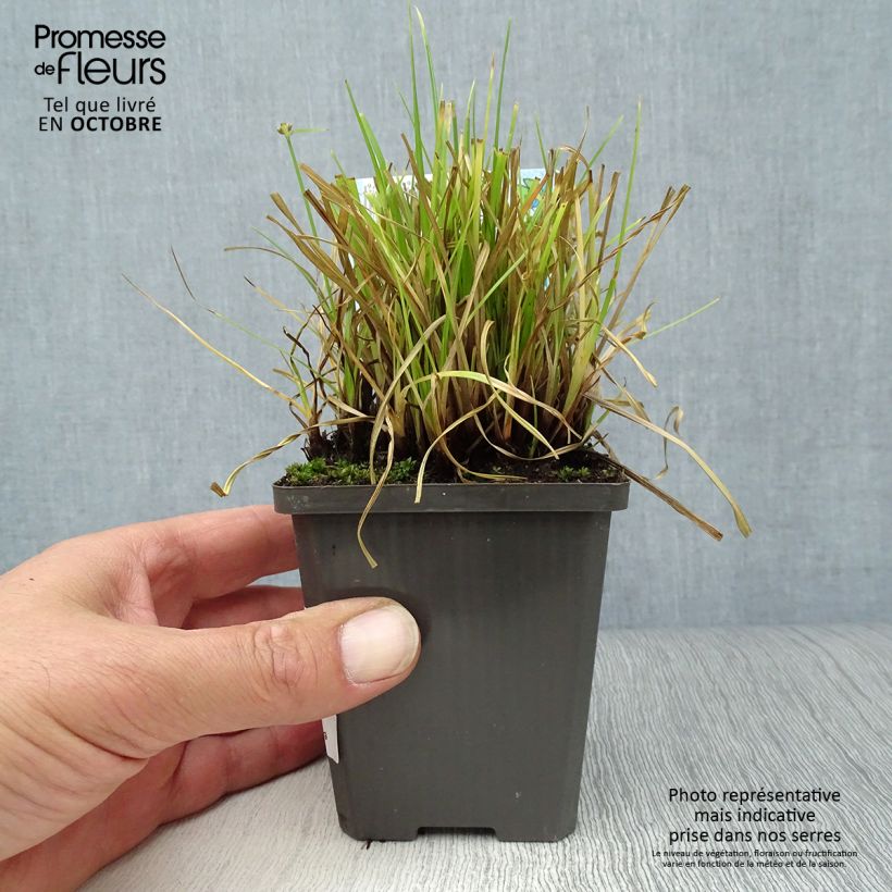 Example of Cyperus alternifolius - Wechselblättriges Zyperngras Kleine Töpfe von 8/9 cm as you get in automne