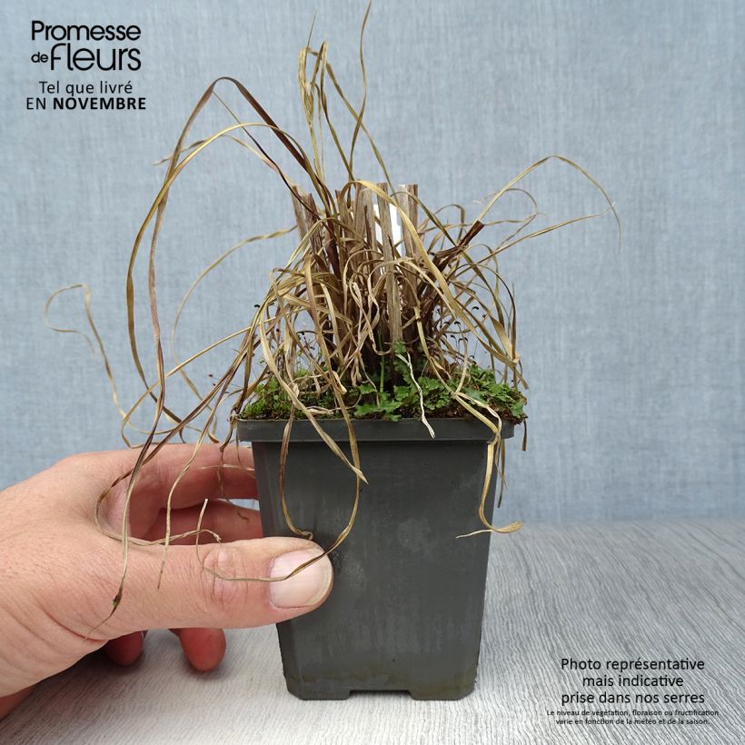 Example of Cyperus glaber - Kahles Zypergras Kleine Töpfe von 8/9 cm as you get in automne