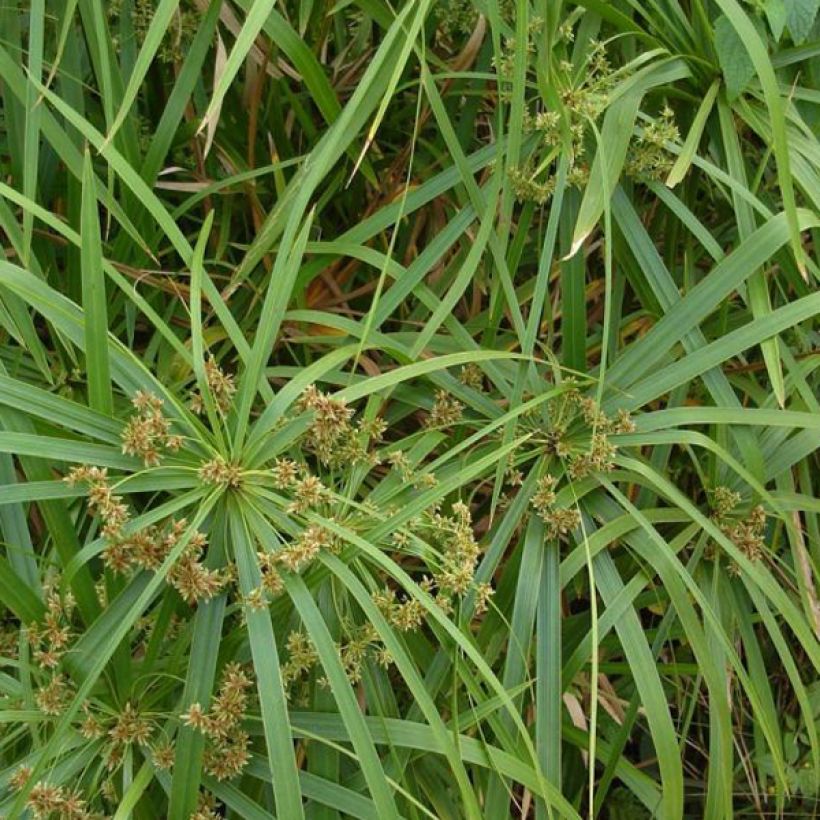 Cyperus involucratus - Zypergras (Foliage)