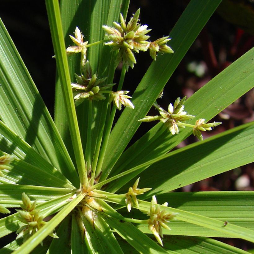 Cyperus involucratus - Zypergras (Flowering)