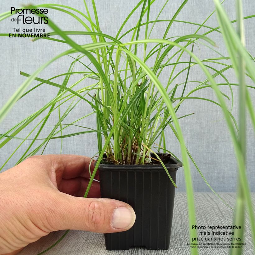 Example of Cyperus longus - Langes Zypergras Kleine Töpfe von 8/9 cm as you get in automne