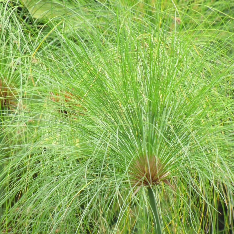 Cyperus papyrus - Papyrusstaude (Foliage)