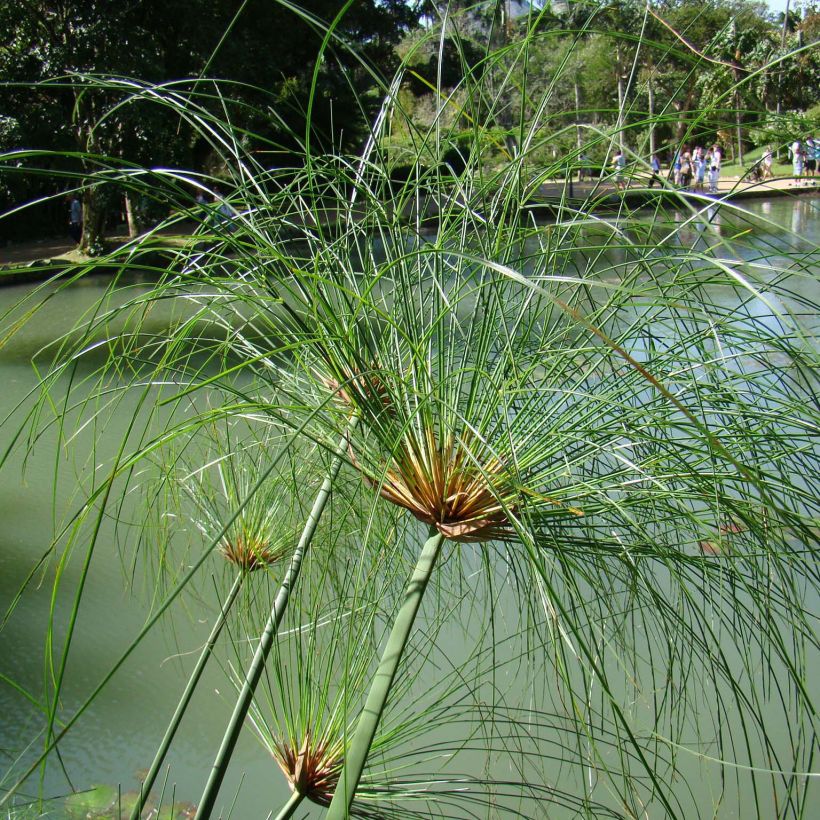 Cyperus papyrus - Papyrusstaude (Plant habit)