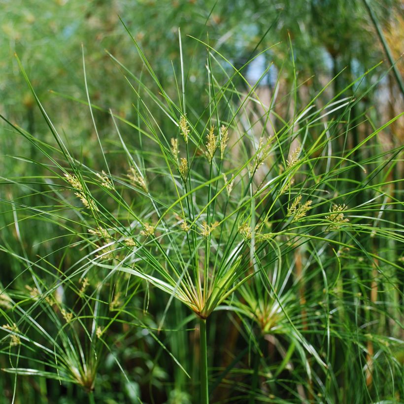 Cyperus papyrus Cleopatra - Papyrusstaude (Flowering)
