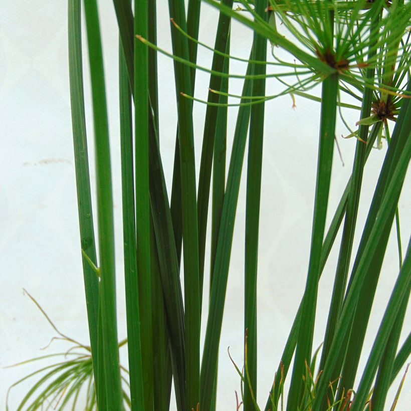 Cyperus papyrus Cleopatra - Papyrusstaude (Foliage)