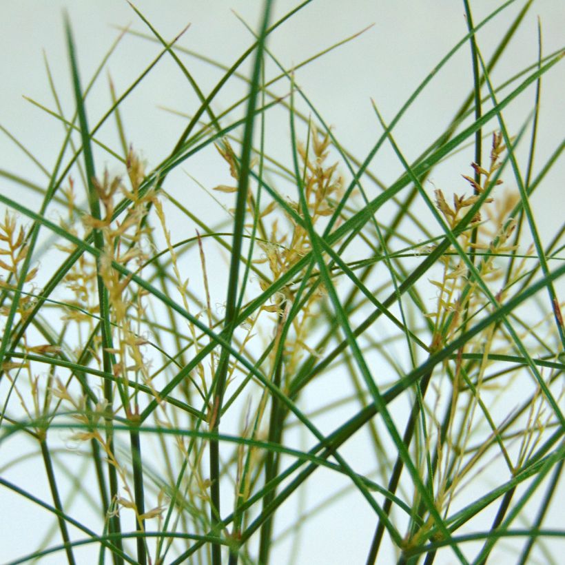 Cyperus papyrus - Papyrusstaude (Flowering)