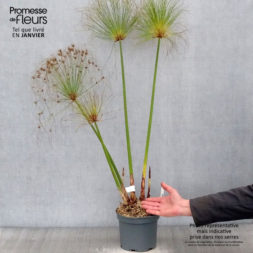 Exemplar von Cyperus papyrus - Papyrusstaude Topf mit 2L/3L wie im Winter geliefert