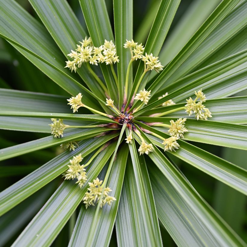 Cyperus alternifolius (Samen) - Wechselblättriges Zyperngras (Blüte)