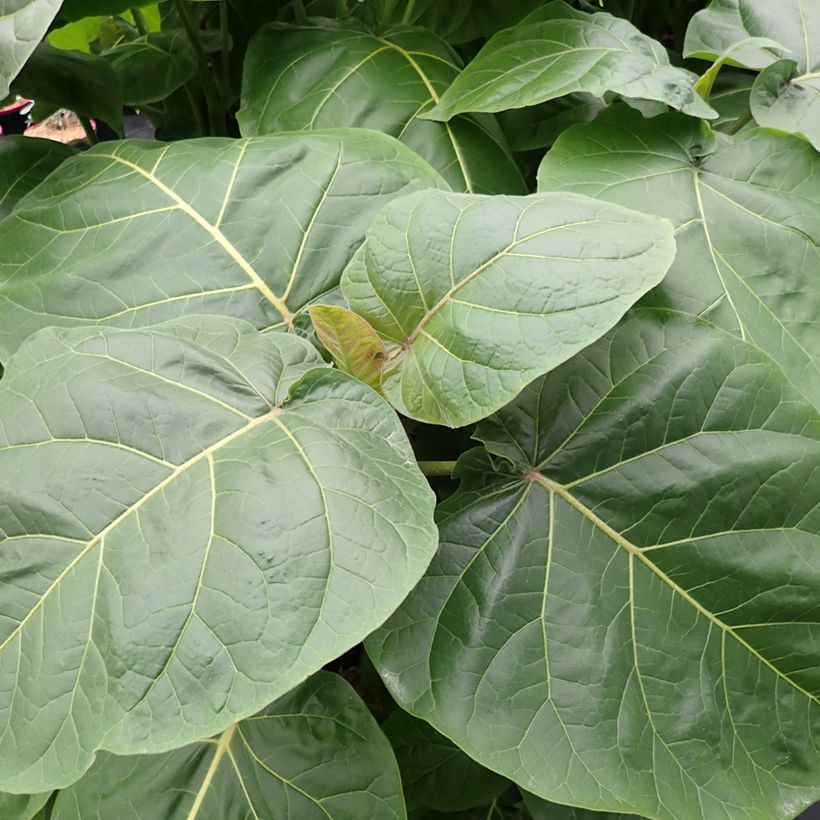 Baumtomate Red - Cyphomandra betacea (Foliage)