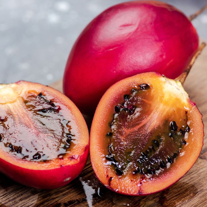 Baumtomate Red - Cyphomandra betacea (Harvest)