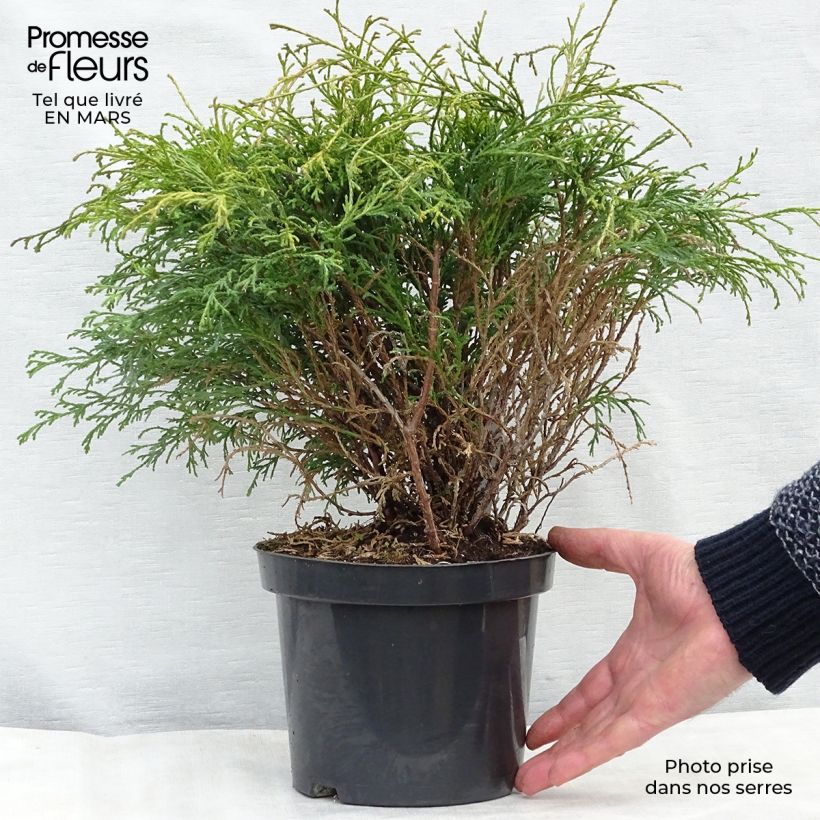 Exemplar von Chamaecyparis pisifera Filifera Topf mit 2L/3L wie im Winter geliefert