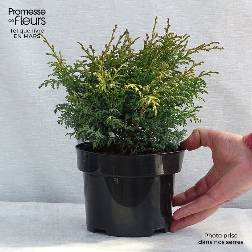 Exemplar von Chamaecyparis pisifera Golden Pincushion Topf mit 2L/3L wie im Winter geliefert
